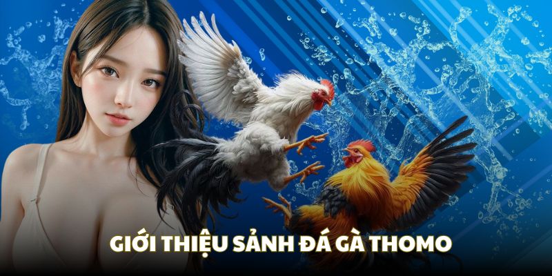 giới thiệu sảnh đá gà thomo